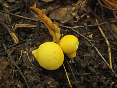 Lycoperdon flavotinctum