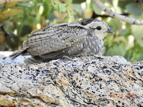 Oreortyx pictus confinis