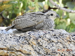 Mountain Quail photo 3