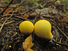 Lycoperdon flavotinctum