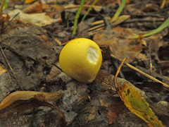Lycoperdon flavotinctum
