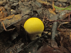 Lycoperdon flavotinctum
