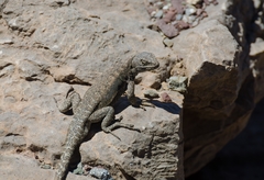 Liolaemus valdesianus