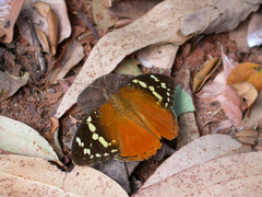 Aterica rabena