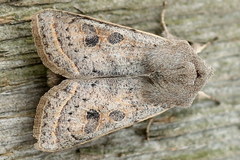 Orthosia gracilis