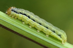 Orthosia gracilis