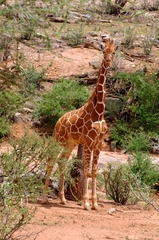 Giraffa camelopardalis reticulata
