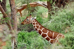 Giraffa camelopardalis reticulata