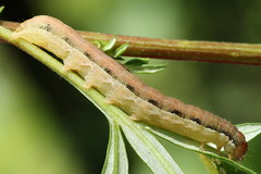Orthosia gracilis