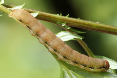 Orthosia gracilis