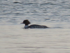 Mergus merganser