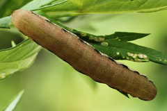 Orthosia gracilis