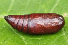 Orthosia gracilis