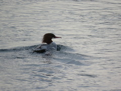 Mergus merganser