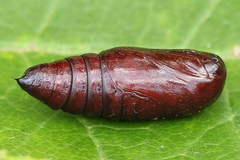 Orthosia gracilis