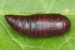 Orthosia gracilis