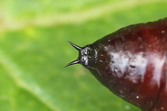 Orthosia gracilis