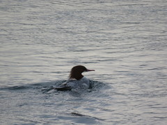 Mergus merganser