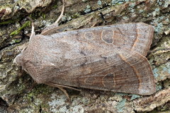 Orthosia gracilis