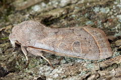 Orthosia gracilis