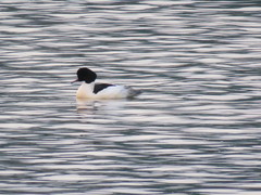 Mergus merganser