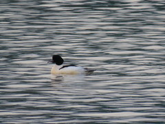 Mergus merganser