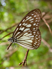 Ideopsis juventa