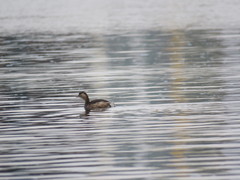 Tachybaptus ruficollis