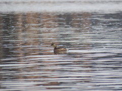 Tachybaptus ruficollis