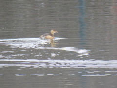 Tachybaptus ruficollis