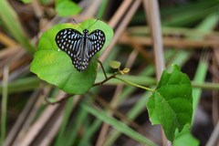 Graphium megarus
