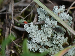 Stereocaulon paschale