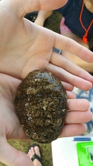 Actinopyga echinites