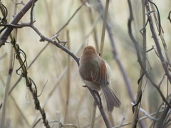 Sinosuthora webbiana