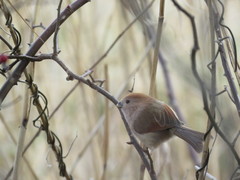 Sinosuthora webbiana