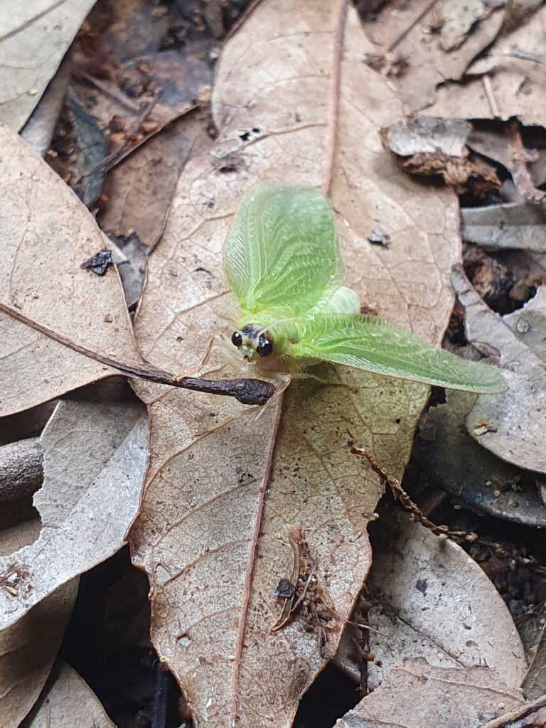 Rapisma taiwanense