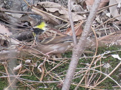Emberiza elegans