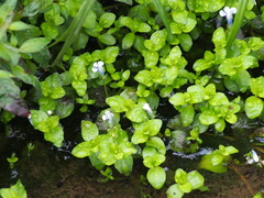 Lindernia rotundifolia