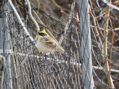 Emberiza elegans
