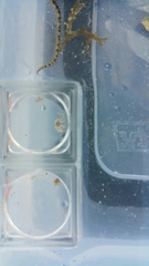 Ophiothrix