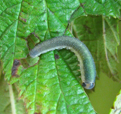 Allantus calceatus