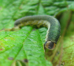 Allantus calceatus