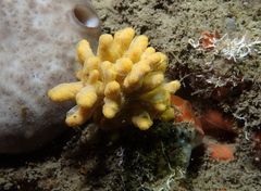 Axinella verrucosa