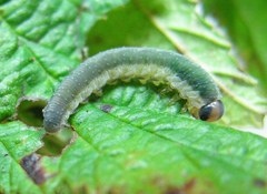 Allantus calceatus
