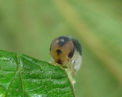 Allantus calceatus