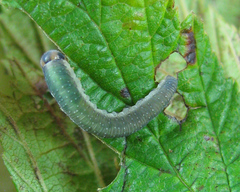 Allantus calceatus