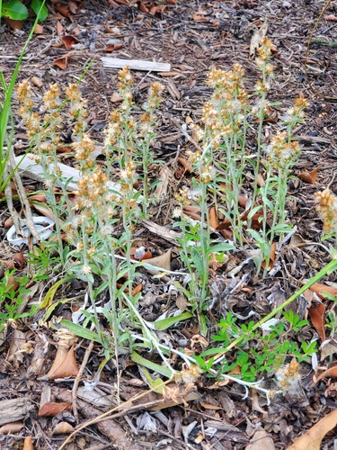 white-cloaked cudweed (Gamochaeta chionesthes)
