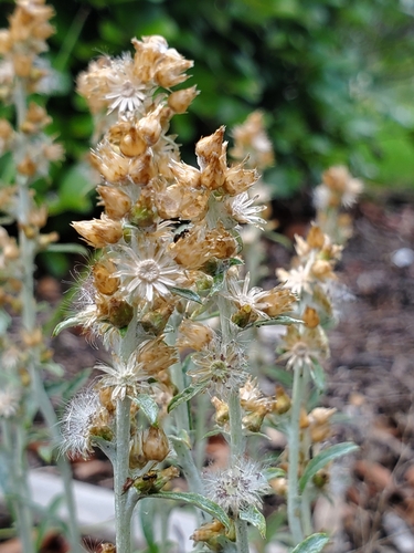 Image of Gamochaeta chionesthes by (c) Jason Hernandez, some rights reserved (CC BY)