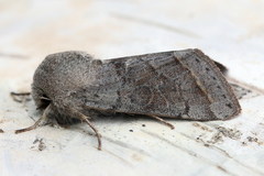 Orthosia opima