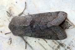 Orthosia opima